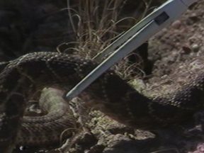 1205_1094_Sweetwater Rattlesnake Roundup.jpg